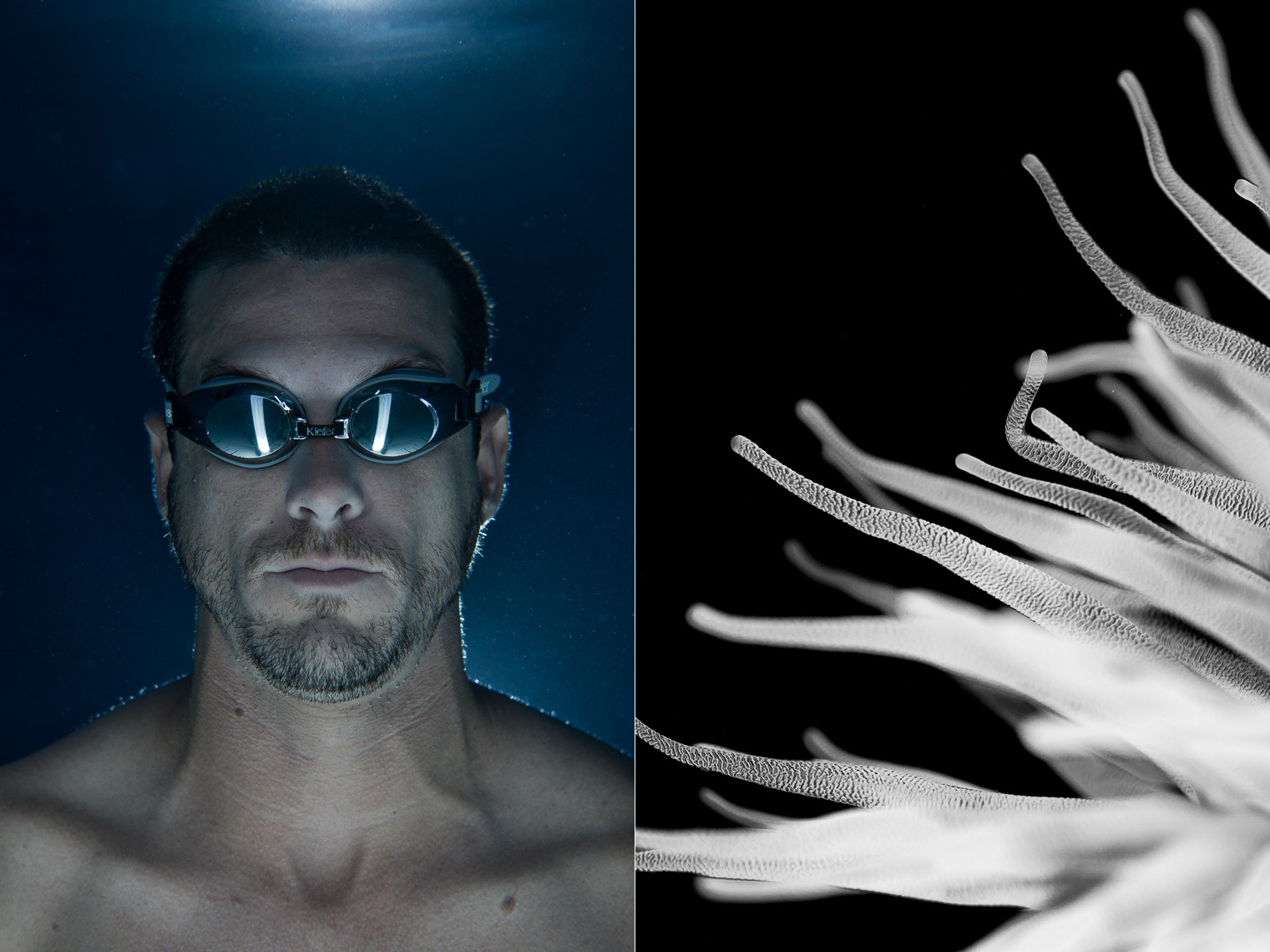 Tim Calver - Underwater Photography