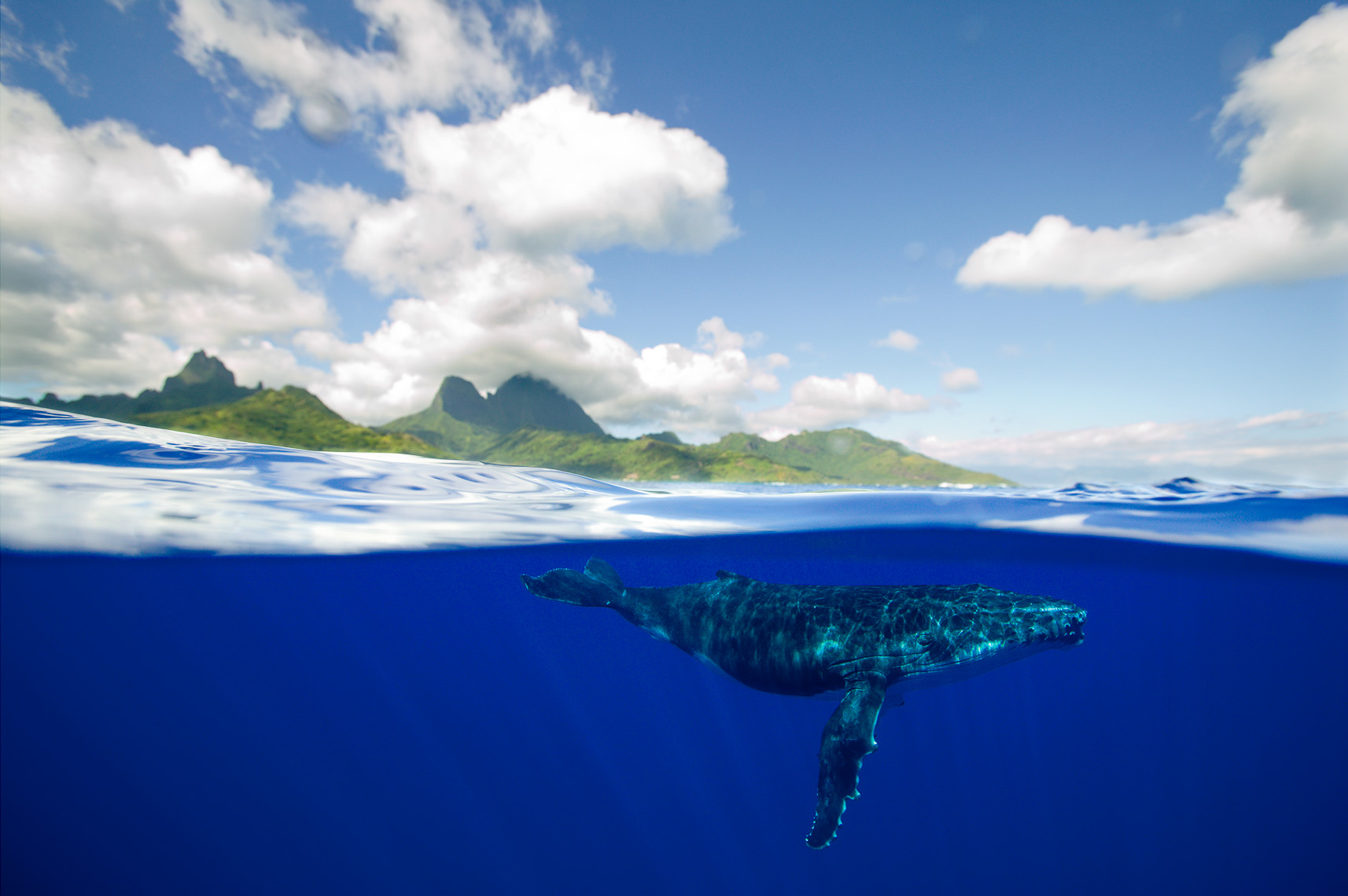 Tim Calver - Underwater Photography