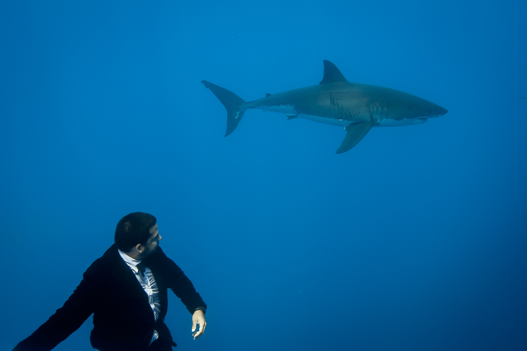 David Blaine & Great White Sharks